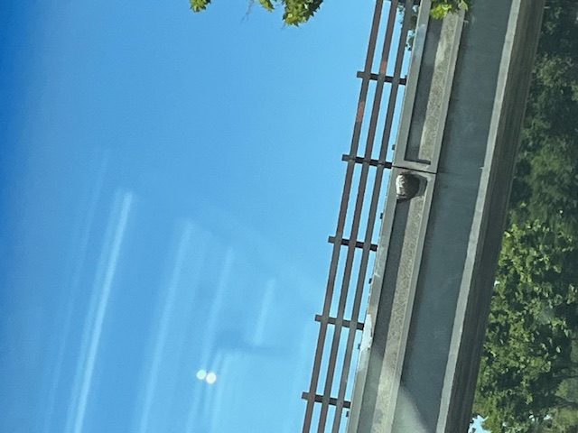 Bridge colony.jpg