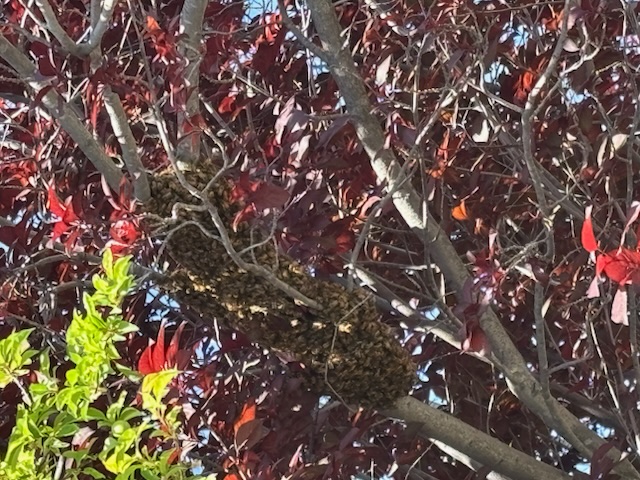 IMG_2070.jpeg