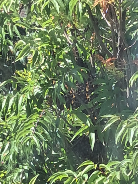 Resized_20260604_112435.jpeg