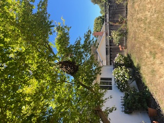 Inline image