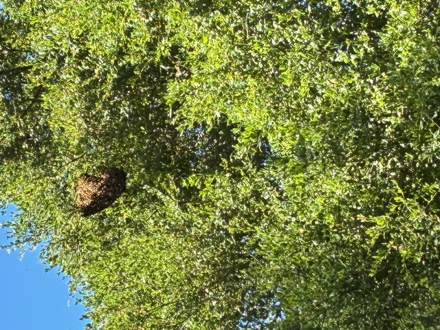 IMG_4463.jpeg