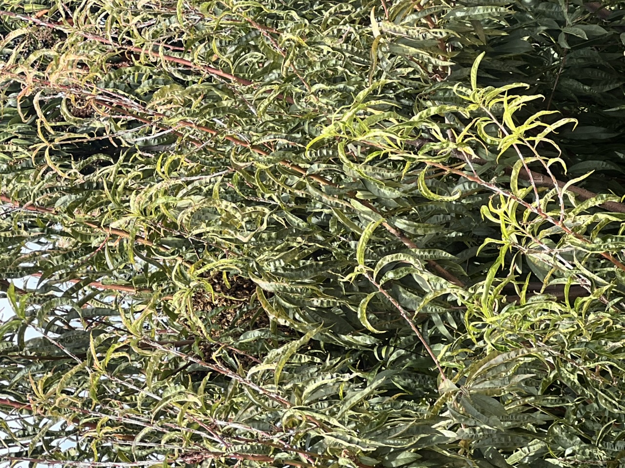 80869707398__AD6EE06E-3AB5-4683-AB40-B8CA6A039F6C.jpeg