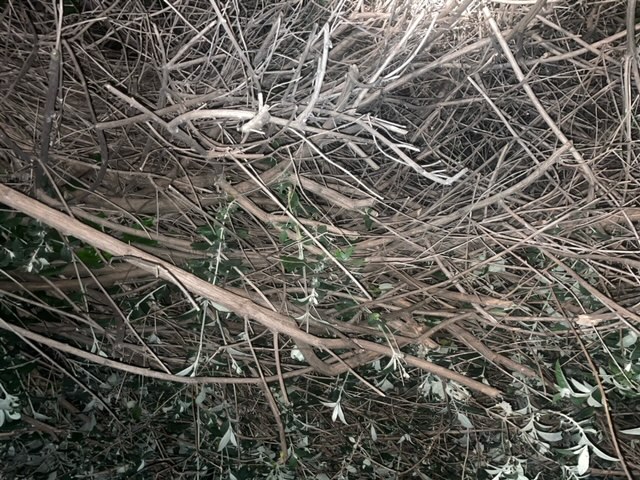 image1.jpeg