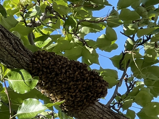 80757031168__C9AB16D6-8654-47FF-9987-E09D5C2276AD.jpeg