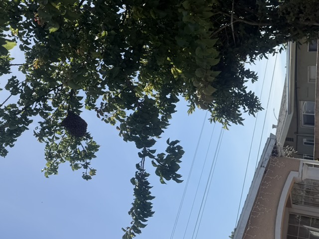 IMG_0779.jpeg