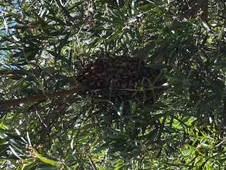 Inline image